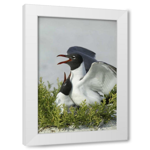 Florida, Egmont Key SP Laughing gulls mating White Modern Wood Framed Art Print by Morris, Arthur