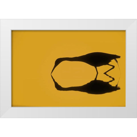 FL, Ding Darling NWR Little blue heron White Modern Wood Framed Art Print by Morris, Arthur