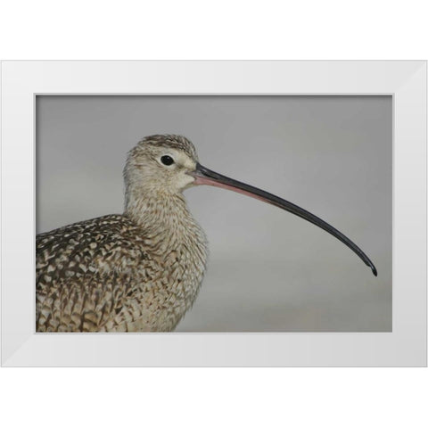 FL, Fort De Soto Park, Long-billed curlew White Modern Wood Framed Art Print by Morris, Arthur