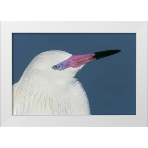 FL, Little Estero Lagoon Reddish egret White Modern Wood Framed Art Print by Morris, Arthur