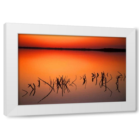 FL, Silhouettes of  brancheson Lake Apopka White Modern Wood Framed Art Print by Morris, Arthur
