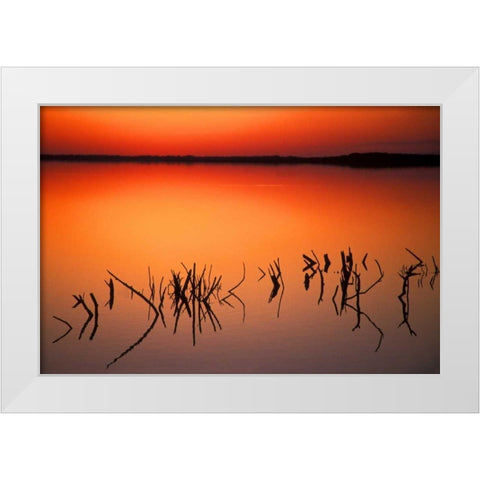 FL, Silhouettes of  brancheson Lake Apopka White Modern Wood Framed Art Print by Morris, Arthur