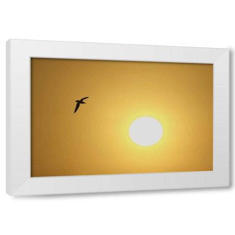 FL, Titusville, Ring-billed gull at sunrise White Modern Wood Framed Art Print by Morris, Arthur