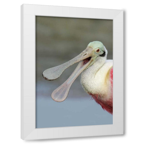 FL, Fort De Soto Park Laughing roseate spoonbill White Modern Wood Framed Art Print by Morris, Arthur