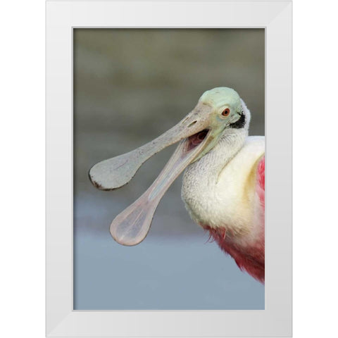 FL, Fort De Soto Park Laughing roseate spoonbill White Modern Wood Framed Art Print by Morris, Arthur