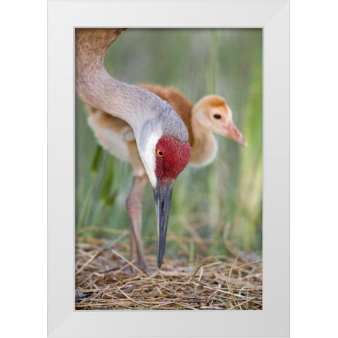 FL, Indian Lake Estates Sandhill crane and chick White Modern Wood Framed Art Print by Morris, Arthur