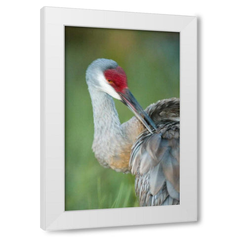 FL Sandhill crane preening its feathers White Modern Wood Framed Art Print by Morris, Arthur