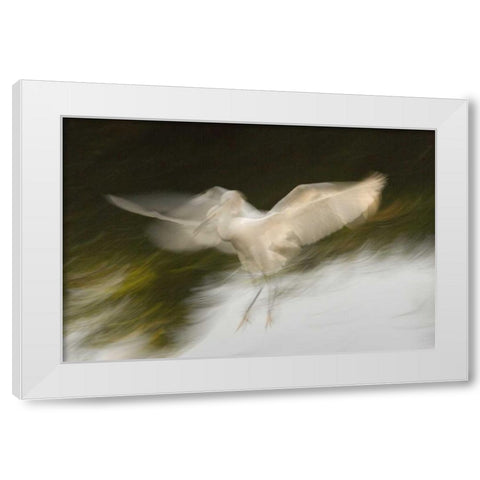FL, St Augustine Abstract of snowy egret landing White Modern Wood Framed Art Print by Morris, Arthur