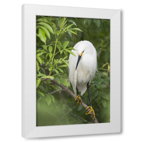 FL, St Augustine Snowy egret on tree limb White Modern Wood Framed Art Print by Morris, Arthur