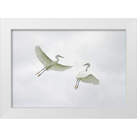 FL, Sanibel Snowy egrets engage in fighting White Modern Wood Framed Art Print by Morris, Arthur