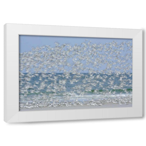 FL, Fort De Soto Park White blur of terns White Modern Wood Framed Art Print by Morris, Arthur