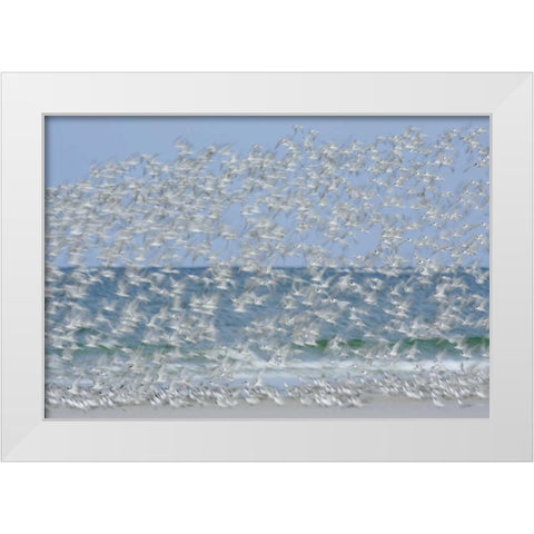 FL, Fort De Soto Park White blur of terns White Modern Wood Framed Art Print by Morris, Arthur
