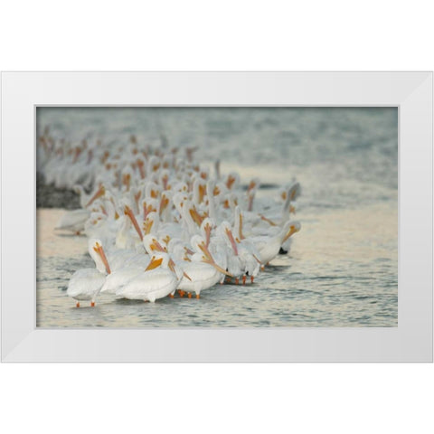 Florida, PlacidaWhite pelicans on sandbar White Modern Wood Framed Art Print by Morris, Arthur