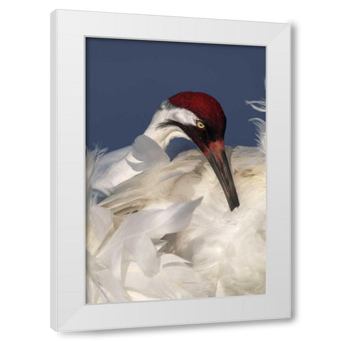 FL, Lake Kissimmee Whooping crane preening White Modern Wood Framed Art Print by Morris, Arthur