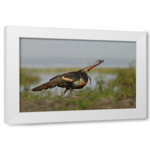FL Wild turkey charging at a threat White Modern Wood Framed Art Print by Morris, Arthur
