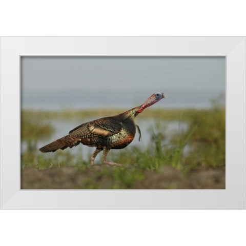 FL Wild turkey charging at a threat White Modern Wood Framed Art Print by Morris, Arthur