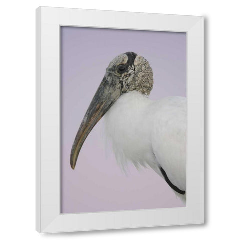 FL, Fort De Soto Park Pre-dawn flash Wood stork White Modern Wood Framed Art Print by Morris, Arthur