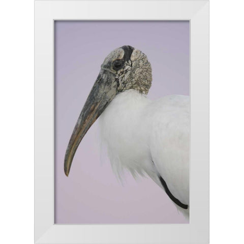 FL, Fort De Soto Park Pre-dawn flash Wood stork White Modern Wood Framed Art Print by Morris, Arthur
