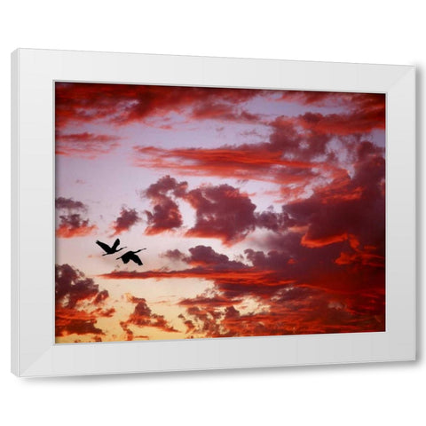 FL, Tampa Bay Silhouette of roseate spoonbills White Modern Wood Framed Art Print by Zuckerman, Jim