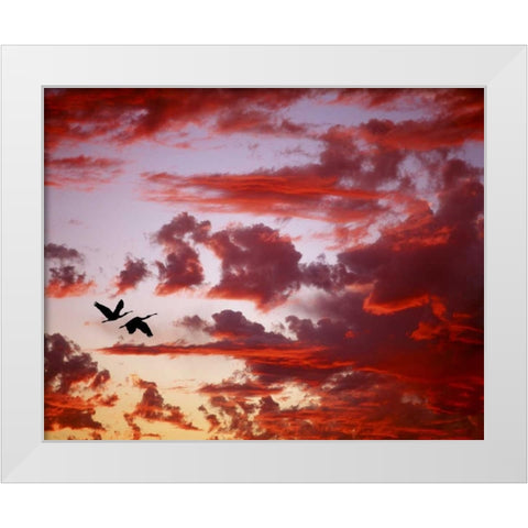 FL, Tampa Bay Silhouette of roseate spoonbills White Modern Wood Framed Art Print by Zuckerman, Jim