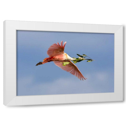 FL, Tampa Bay Roseate spoonbill in flight White Modern Wood Framed Art Print by Zuckerman, Jim