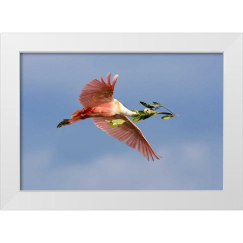 FL, Tampa Bay Roseate spoonbill in flight White Modern Wood Framed Art Print by Zuckerman, Jim