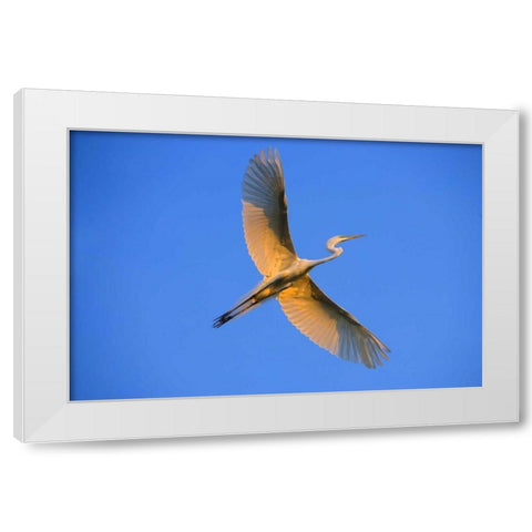 FL, St Augustine Great egret in flight at sunset White Modern Wood Framed Art Print by Zuckerman, Jim