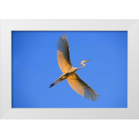 FL, St Augustine Great egret in flight at sunset White Modern Wood Framed Art Print by Zuckerman, Jim