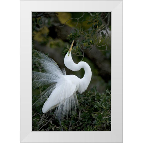 FL, St Augustine Great egret sky pointing White Modern Wood Framed Art Print by Zuckerman, Jim