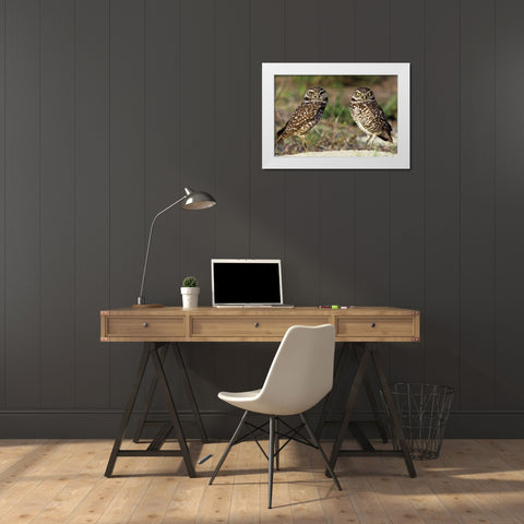 FL, Sanibel Island Burrowing owls pair by burrow White Modern Wood Framed Art Print by Welling, Dave