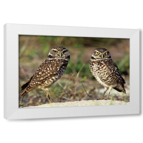 FL, Sanibel Island Burrowing owls pair by burrow White Modern Wood Framed Art Print by Welling, Dave