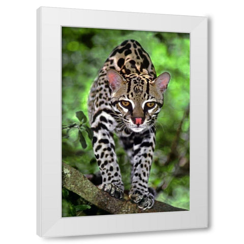 Florida Ocelot cub on log at Big Cat Rescue White Modern Wood Framed Art Print by Welling, Dave
