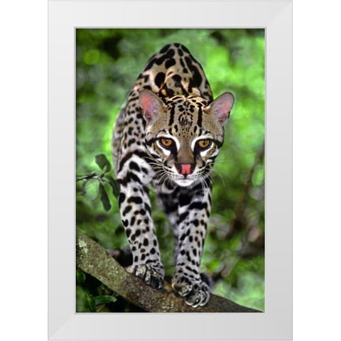 Florida Ocelot cub on log at Big Cat Rescue White Modern Wood Framed Art Print by Welling, Dave