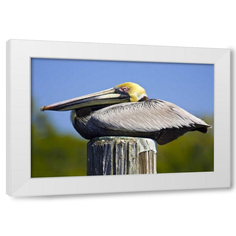 FL, Everglades City, Roosting brown pelican White Modern Wood Framed Art Print by Lord, Fred