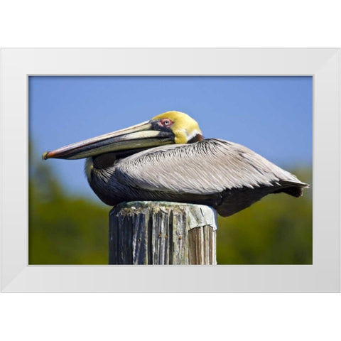 FL, Everglades City, Roosting brown pelican White Modern Wood Framed Art Print by Lord, Fred