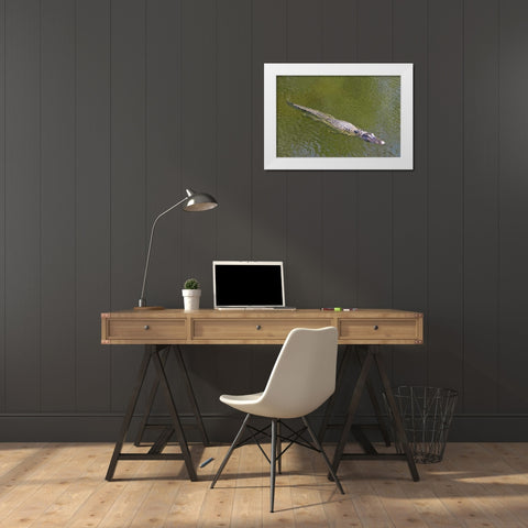 FL, Everglades NP American alligator swimming White Modern Wood Framed Art Print by Lord, Fred