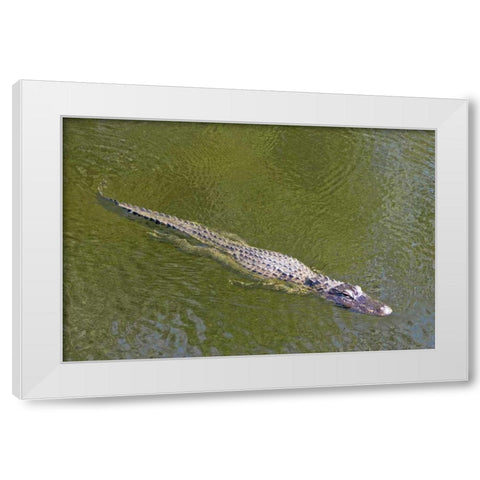 FL, Everglades NP American alligator swimming White Modern Wood Framed Art Print by Lord, Fred
