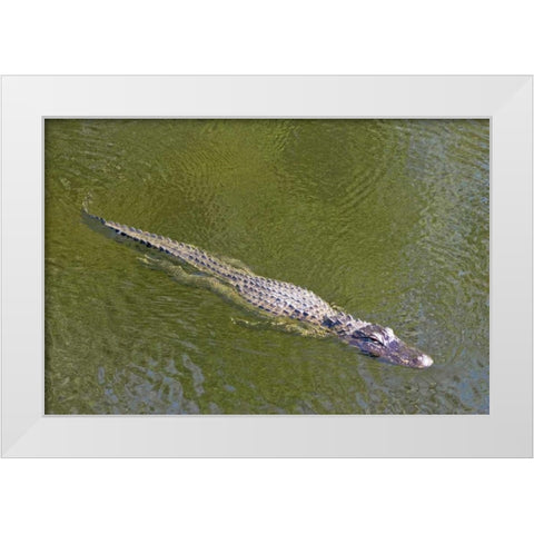 FL, Everglades NP American alligator swimming White Modern Wood Framed Art Print by Lord, Fred