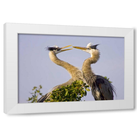 FL, Venice, Great blue herons greet in rookery White Modern Wood Framed Art Print by Lord, Fred