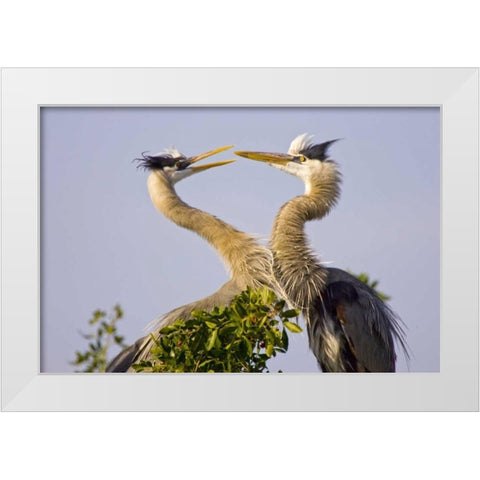 FL, Venice, Great blue herons greet in rookery White Modern Wood Framed Art Print by Lord, Fred