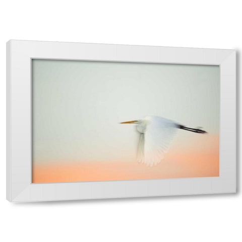 FL, South Venice, Great egret flying at sunrise White Modern Wood Framed Art Print by Morris, Arthur