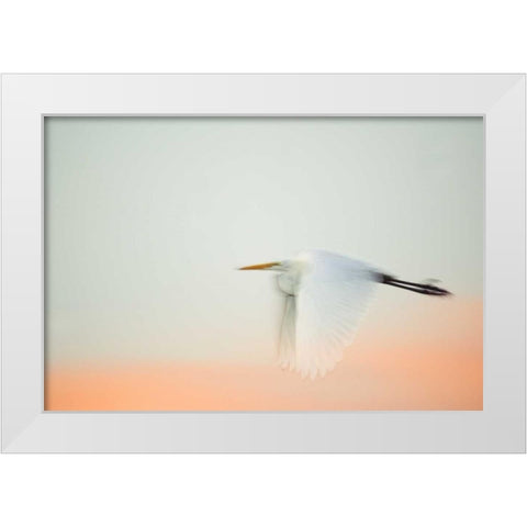 FL, South Venice, Great egret flying at sunrise White Modern Wood Framed Art Print by Morris, Arthur