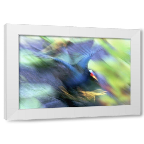 FL, Everglades NP Abstract of purple gallinule White Modern Wood Framed Art Print by Morris, Arthur