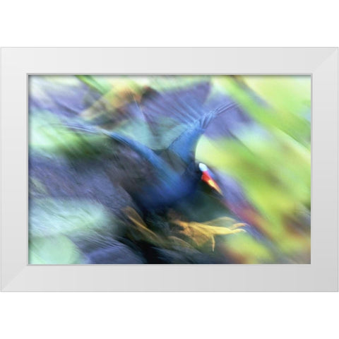 FL, Everglades NP Abstract of purple gallinule White Modern Wood Framed Art Print by Morris, Arthur
