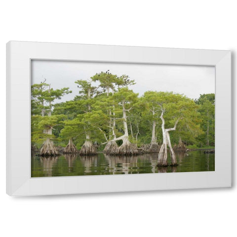 FL, Blue Cypress Lake Cypress trees with birds White Modern Wood Framed Art Print by Morris, Arthur