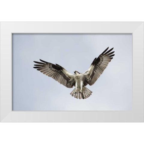 FL, Blue Cypress Lake Osprey hovering in sky White Modern Wood Framed Art Print by Morris, Arthur