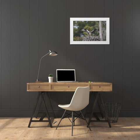 Florida, Blue Cypress Lake Osprey on its nest White Modern Wood Framed Art Print by Morris, Arthur