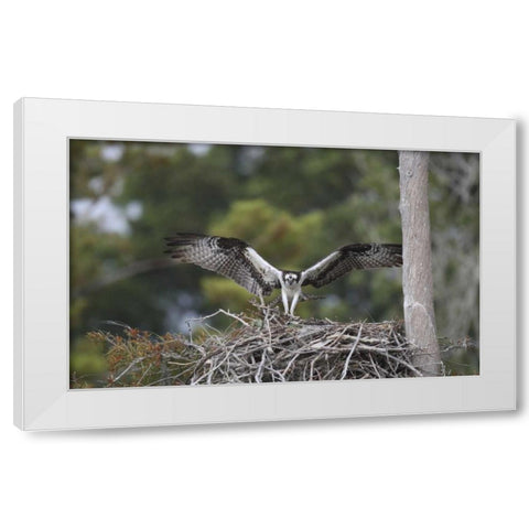 Florida, Blue Cypress Lake Osprey on its nest White Modern Wood Framed Art Print by Morris, Arthur