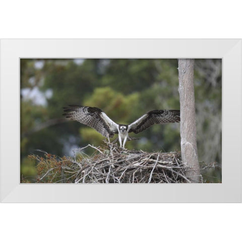 Florida, Blue Cypress Lake Osprey on its nest White Modern Wood Framed Art Print by Morris, Arthur