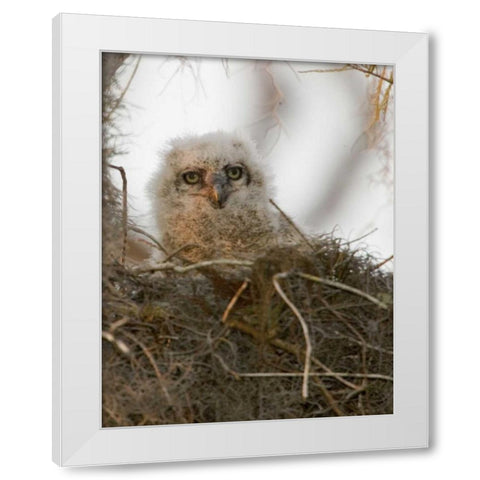 FL, Boynton Beach Nesting great horned owl chick White Modern Wood Framed Art Print by Williams, Joanne
